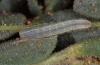 Hadena sancta: Larva in penultimate instar (Sardinia, May 2012) [M]