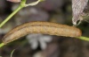 Hadena sancta: Larva (Sardinia, May 2012) [S]