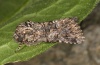 Hadena sancta: Weibchen (ssp. protai, e.l. Sardinien, Raupe im Mai 2012) [S]