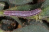 Hadena sancta: Half-grown larva (Sardinia, May 2012) [M]