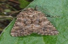 Hadena sancta: Male (ssp. protai, e.l. Sardinia, larva in May 2012) [S]