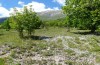 Cucullia santolinae: Larval habitat with Artemisia in the Abruzzes near L