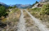 Cucullia santonici: Larval habitat in the Hautes-Alpes: Artemisia camphorata at dry slopes (September 2012) [N]
