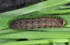 Peridroma saucia: Larva (La Palma, Ermita del Virgen, 900m above sea level, December 2012) [M]