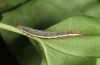 Drypterygia scabriuscula: Halbwüchsige Raupe (Oberrhein, August 2013) [M]