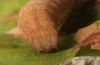 Drypterygia scabriuscula: Larva (northern Upper Rhine Valley, 18. September 2012) [S]