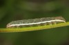 Drypterygia scabriuscula: Halbwüchsige Raupe (Oberrhein, August 2013) [M]