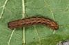 Mniotype schumacheri: Half-grown larva (La Gomera, December 2011) [M]