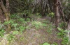 Mniotype schumacheri: Typical larval habitat in La Gomera: Urtica morifolia in the understory of a laurel forest. December 2011. [N]