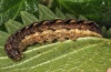 Mniotype schumacheri: Larva in last instar (La Gomera, December 2011) [S]