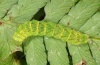 Phlogophora scita: Half-grown larva in the October (Adelegg, 2010) [M]
