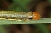 Apamea scolopacina: Larva (eastern Swabian Alb, early June 2012) [S]