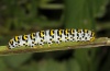 Cucullia scrophulariae: Larva (eastern Swabian Alb, Southern Germany, late July 2011) [N]