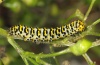 Cucullia scrophulariae: Larva (eastern Swabian Alb, Southern Germany, late July 2011) [N]