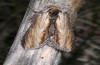 Cucullia scrophulariae: Adult (e.l. S-Germany, Memmingen, larva in July 2014) [S]