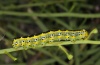 Cucullia scrophulariphaga: Larva (Sardinia, May 2012) [S]