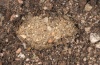 Cucullia scrophulariphaga: Cocoon (e.l. Sardinia 2012) [S]