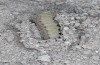 Saragossa seeboldi: Cocoon, opened with prepupa (e.l. rearing, Spain, Granada, Baza, larvae found in mid-November 2022) [S]