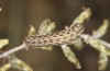 Saragossa seeboldi: Larva L4 (e.l., F1, Spain, Granada, Baza, larvae found in mid-November 2022) [S]