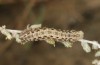 Saragossa seeboldi: Larva L5 (e.l., F1, Spain, Granada, Baza, larvae found in mid-November 2022) [S]