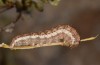 Saragossa seeboldi: Larva L6 (Spain, Granada, Baza, larvae found in mid-November 2022) [M]