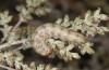 Saragossa seeboldi: Larva L6 (Spain, Granada, Baza, larvae found in mid-November 2022) [S]