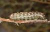 Saragossa seeboldi: Larva L6 (Spain, Granada, Baza, larvae found in mid-November 2022) [S]