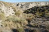 Saragossa seeboldi: Larval habitat with Artemisia herba-alba (Spain, Granada, Baza, mid-November 2022) [N]