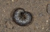 Agrotis segetum: Larva (La Palma, December 2012) [M]