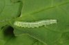 Lithophane semibrunnea: Half-grown larva [S]