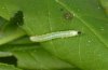 Lithophane semibrunnea: Young larva [S]