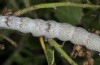 Catocala separata: Larva (N-Greece, Leptokarya, May 2014) [S]