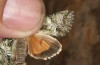 Polyphaenis sericata: Falter (Stuttgart-Sillenbuch, 06. Juli 2021) [M]