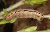 Polyphaenis sericata: Raupe (Ostalb, April 2008) [S]