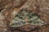 Polyphaenis sericata: Falter (e.l. Ostalb, Raupen im April 2008) [S]