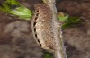 Polyphaenis sericata: Raupe (Ostalb, April 2008) [S]