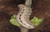 Polyphaenis sericata: Raupe (Ostalb, April 2008) [S]