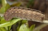 Polyphaenis sericata: Raupe (Ostalb, April 2008) [S]