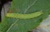 Nycteola siculana: Larva (Spanish East Pyrenees, mid-July 2013) [M]