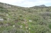 Euchalcia siderifera: Larval habitat on Mount Chelmos (Greece, N-Peloponnese, 1650-1700m, early May 2016) [N]