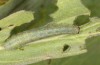 Euchalcia siderifera: Larva (Chelmos, Greece, 1700m, early May 2016) [M]
