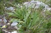 Euchalcia siderifera: Larval habitat: Solenanthus stamineus with larval tubes (spun shelter, Greece, N-Peloponnese, Mount Chelmos, 1700m, early May 2016) [N]