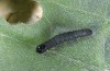 Euchalcia siderifera: Young larva (Chelmos, Greece, 1700m, early May 2016) [M]