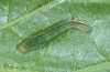 Eugraphe sigma: Young larva (breeding photo, ex ovo Austria 2015) [S]