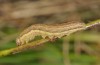 Hadena silenes: Larva (e.l. Italy, Abruzzes, L'Aquila, 1000m asl, Silene sample in May 2013) [S]