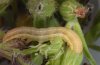Hadena silenides: Half-grown larva (Fuerteventura, e.l. February 2011) [S]