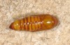 Discestra sodae: Pupa (e.l. rearing, Spain, Gran Canaria, Arinaga, larva in early January 2019) [S]