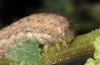 Discestra sodae: Larva (Spain, Gran Canaria, Arinaga, early January 2019) [S]
