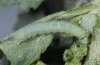 Discestra sodae: Half-grown larva (Fuerteventura, February 2010) [M]