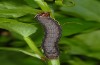 Lithomoia solidaginis: Half-grown larva (Ammersee, S-Bavaria, mid-May 2013) [M]